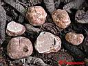 Tuber nitidum